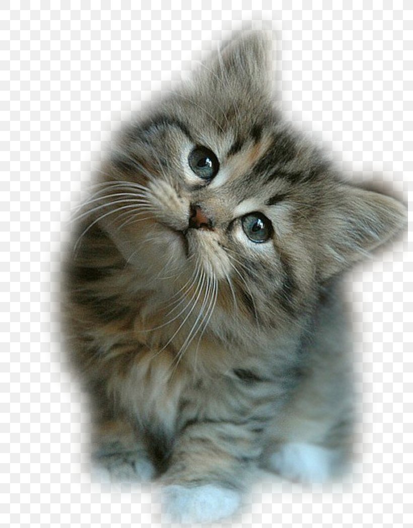 Kitten Ragdoll Puppy Wildcat Dog, PNG, 800x1049px, Kitten, American Shorthair, Animal, Asian Semi Longhair, Big Cat Download Free
