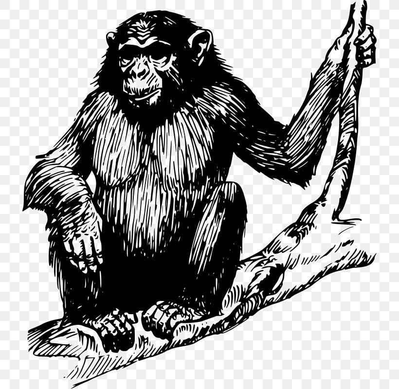 Primate Gorilla Chimpanzee Monkey Clip Art, PNG, 728x800px, Primate, Ape, Art, Big Cats, Black And White Download Free