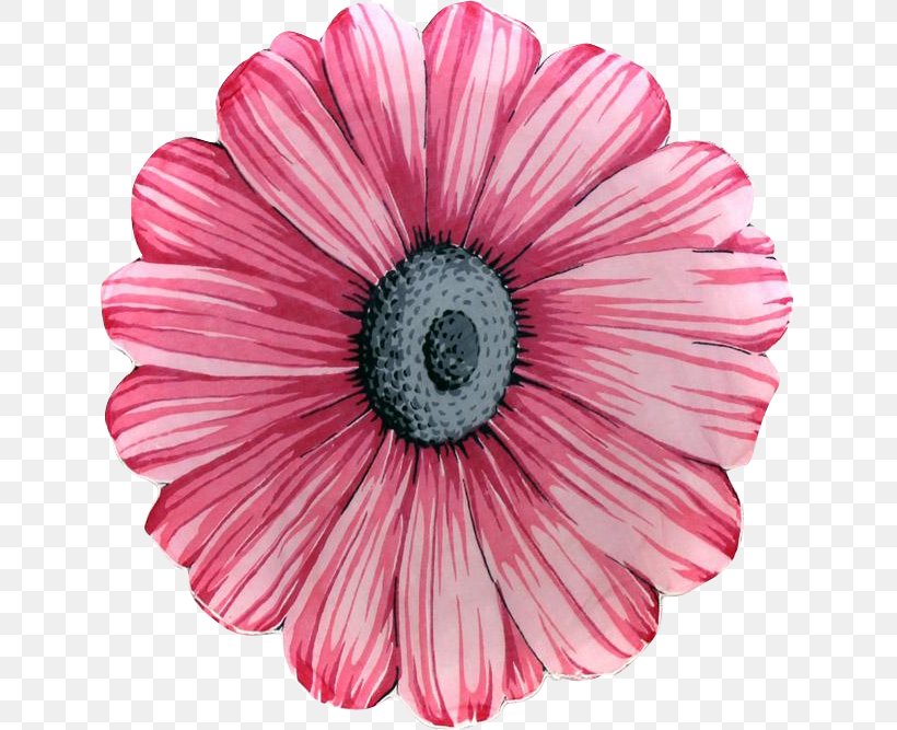 Flower Pink Petal Common Daisy, PNG, 667x667px, Flower, Color, Common Daisy, Cut Flowers, Daisy Family Download Free