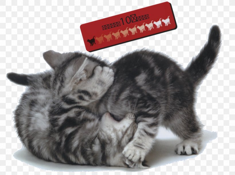 Kitten American Shorthair Domestic Short-haired Cat Whiskers Tabby Cat, PNG, 1035x773px, Kitten, American Shorthair, Carnivoran, Cat, Cat Like Mammal Download Free