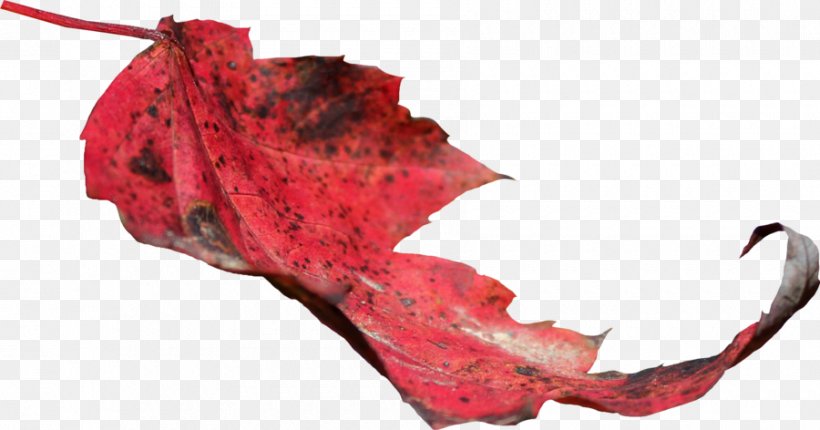 Maple Leaf Autumn Leaf Color, PNG, 900x472px, Leaf, Autumn Leaf Color, Body Donation, Dendrocnide Moroides, Maple Download Free