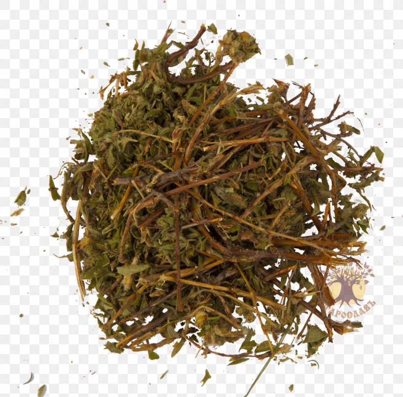 Nilgiri Tea Hōjicha The Incredible Spice Men Green Tea, PNG, 1024x1008px, Tea, Bai Mudan, Bancha, Biluochun, Dianhong Download Free