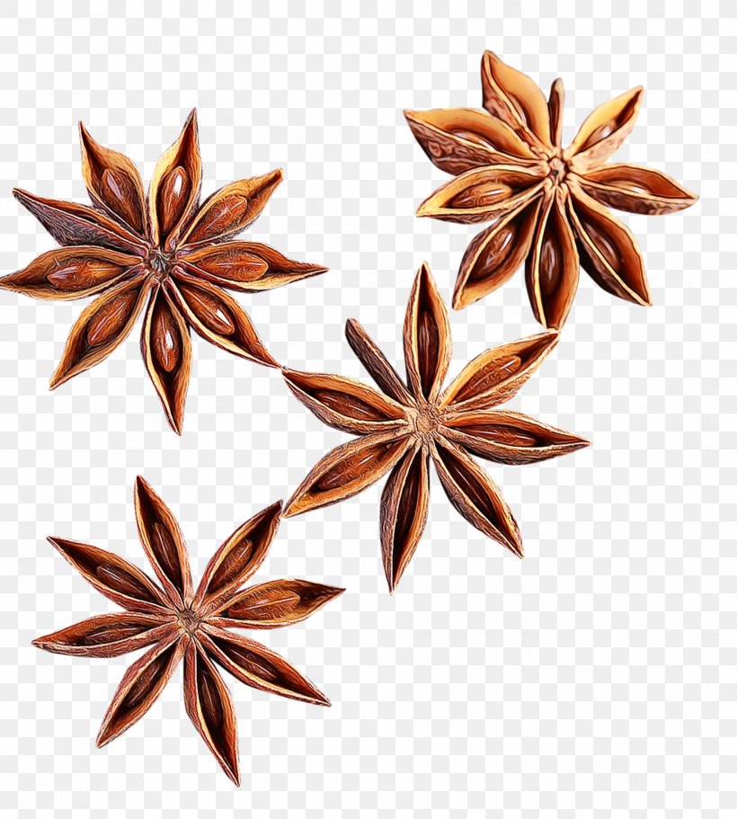 Star Anise Anise Plant Flower, PNG, 1800x2000px, Watercolor, Anise, Flower, Paint, Plant Download Free
