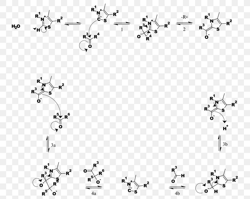Thiamine Pyrophosphate Pyruvate Dehydrogenase Complex Chemical Reaction Enzyme, PNG, 765x651px, Thiamine Pyrophosphate, Area, Black, Black And White, Body Jewelry Download Free