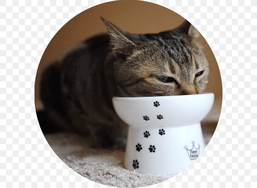 Cat Food Bowl Dog Kitten, PNG, 600x600px, Cat, American Shorthair, Bowl, California Spangled, Cat Food Download Free