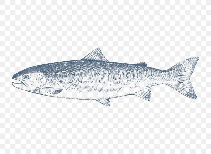 Coho Salmon Sardine, PNG, 800x600px, Salmon, Atlantic Salmon, Bony Fish, Coho, Coho Salmon Download Free