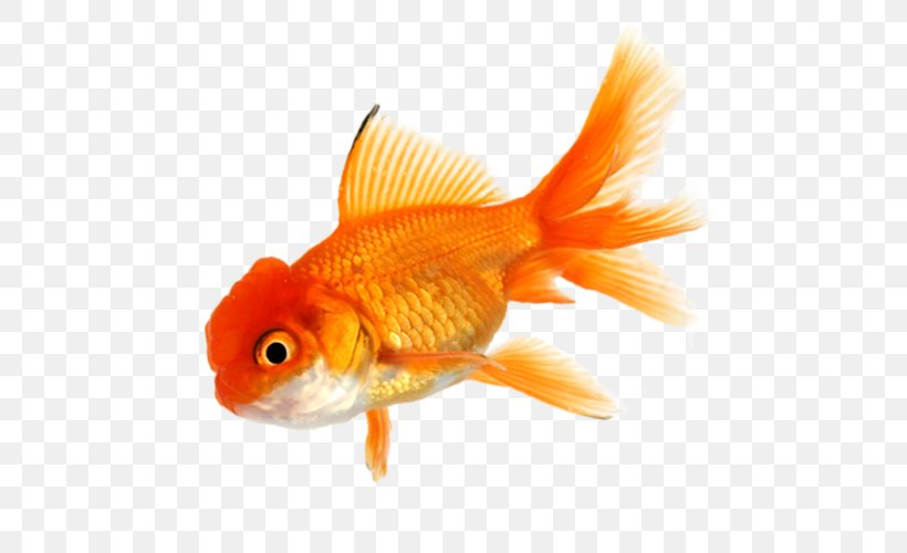 Goldfish Koi Aquarium Tropical Fish, PNG, 500x500px, Goldfish, Aquarium, Bony Fish, Common Carp, Fauna Download Free