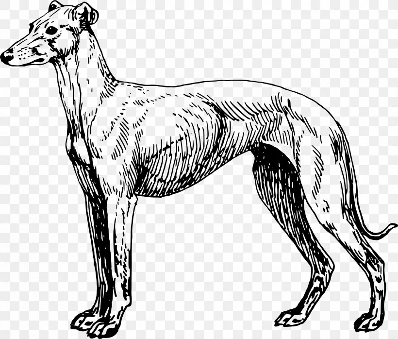 Greyhound Lines Greyhound Adoption Clip Art, PNG, 2400x2043px, Greyhound, Artwork, Black And White, Carnivoran, Dog Download Free