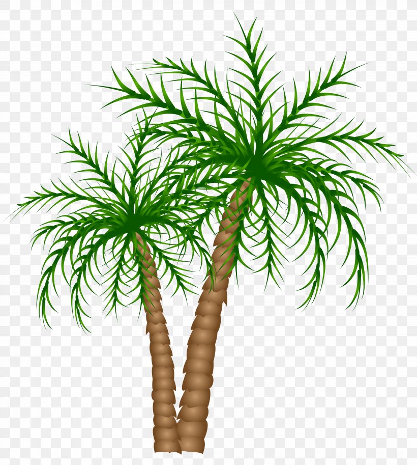 Asian Palmyra Palm Text Branch Date Palm Leaf, PNG, 4991x5563px, Arecaceae, Arecales, Asian Palmyra Palm, Borassus Flabellifer, Branch Download Free