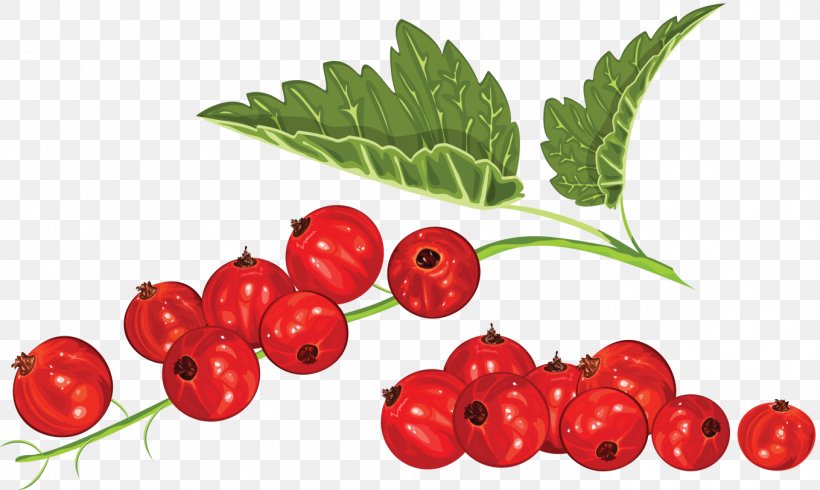 Blackcurrant Redcurrant Blueberry Clip Art, PNG, 1359x813px, Blackcurrant, Accessory Fruit, Acerola, Acerola Family, Berry Download Free