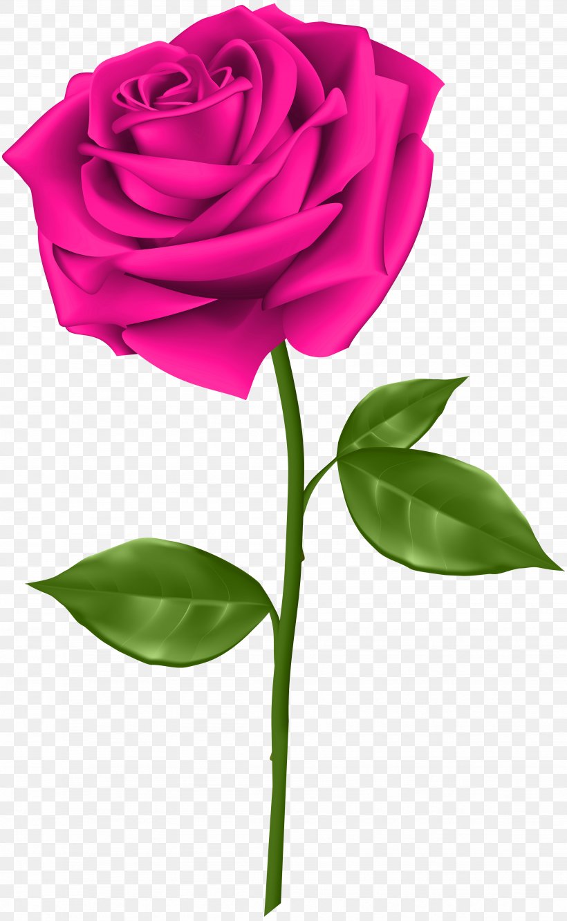 Blue Rose Clip Art, PNG, 3689x6000px, Rose, Blue Rose, Cut Flowers, Flora, Floral Design Download Free