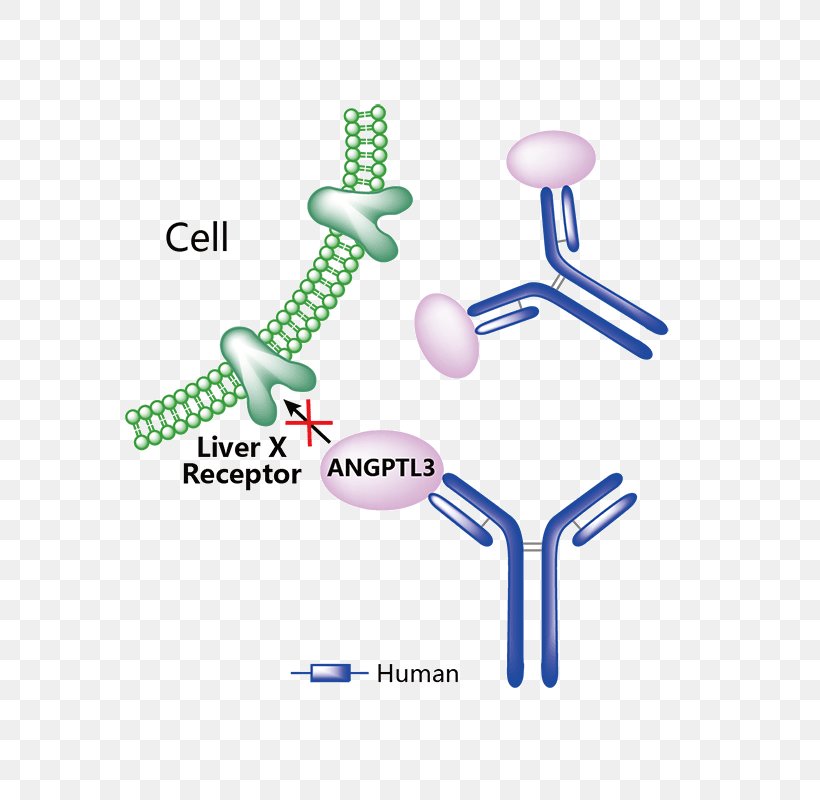 Erenumab Monoclonal Antibody Pharmaceutical Drug Trastuzumab Emtansine Food And Drug Administration, PNG, 800x800px, Erenumab, Adalimumab, Antibody, Body Jewelry, Diagram Download Free