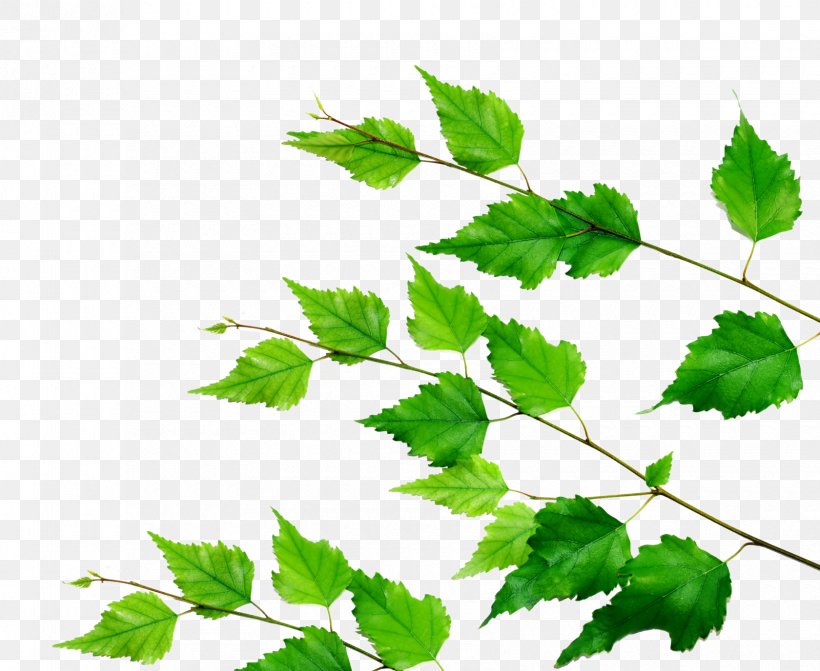 Family Tree Background, PNG, 1680x1376px, Branch, Birch, Decal, Flower, Grape Leaves Download Free