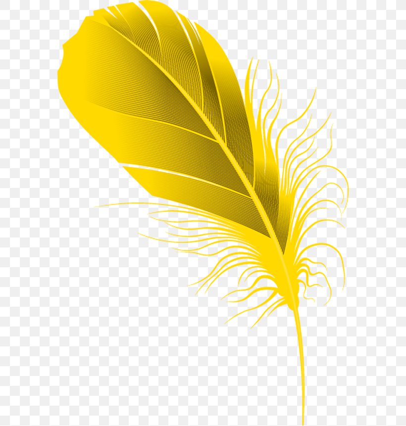 Yellow Feather., PNG, 590x861px, Feather, Bird, Digital Image, Drawing, Leaf Download Free