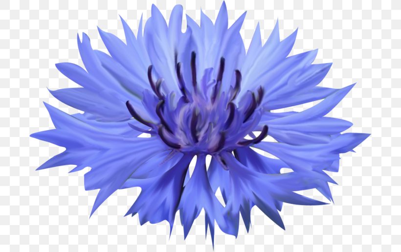 Cornflower Blue Petal Cornflower Blue, PNG, 700x515px, Cornflower, Aster, Blue, Blue Flower, Chrysanths Download Free
