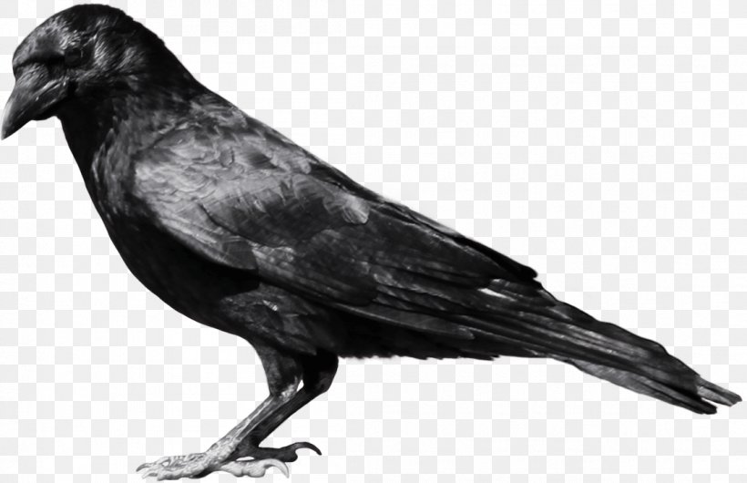 Crows Clip Art, PNG, 1106x715px, Common Raven, Alpha Compositing, American Crow, Beak, Bird Download Free