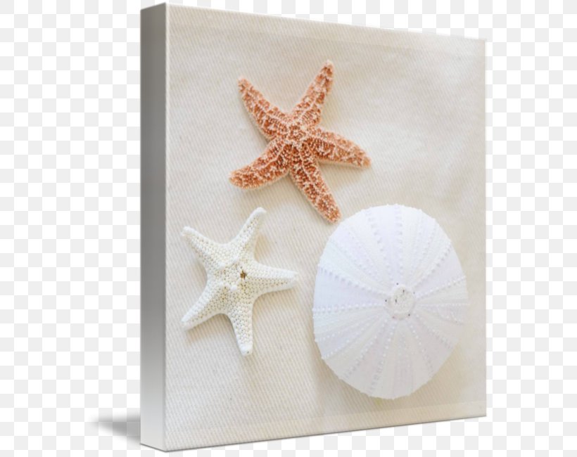 Starfish, PNG, 576x650px, Starfish, Echinoderm Download Free
