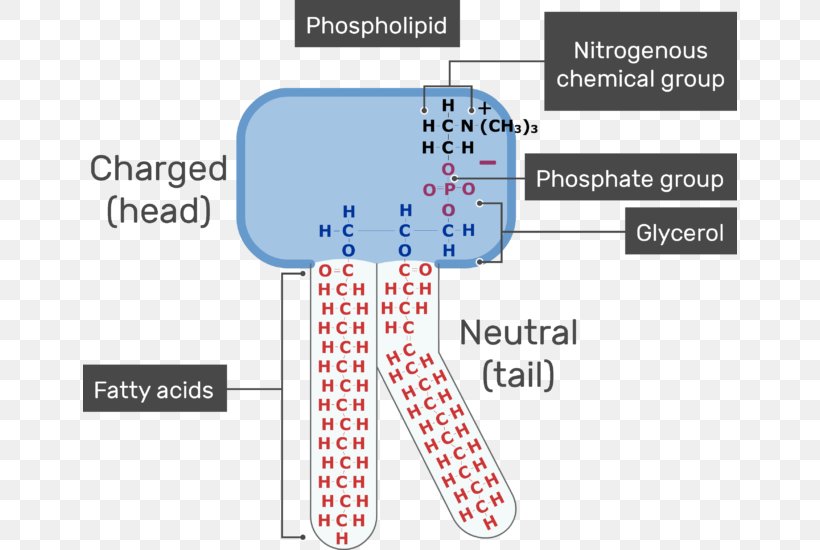 Cell Membrane Lipid Bilayer Phospholipid Biological Membrane, PNG, 654x550px, Watercolor, Cartoon, Flower, Frame, Heart Download Free