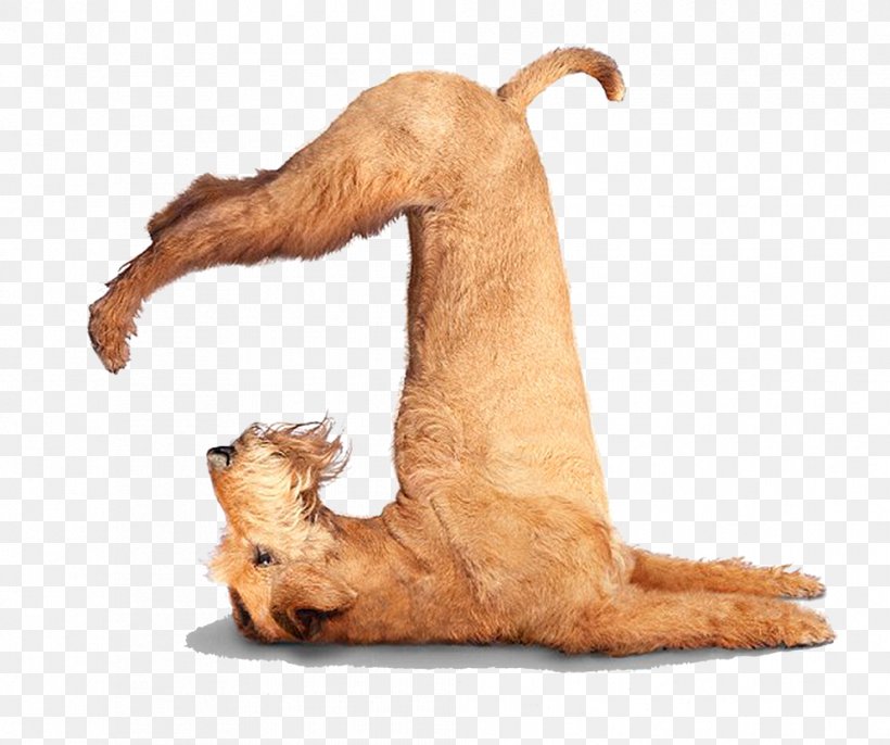 Chihuahua Puppy Yoga Dogs Flexibility, PNG, 992x831px, Chihuahua, Adho Mukha U015bvu0101nu0101sana, Animal, Asento, Carnivoran Download Free