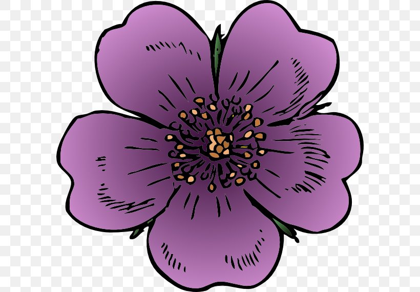Black Rose Rosa Acicularis Clip Art, PNG, 600x570px, Black Rose, Flower, Flowering Plant, Herbaceous Plant, Magenta Download Free