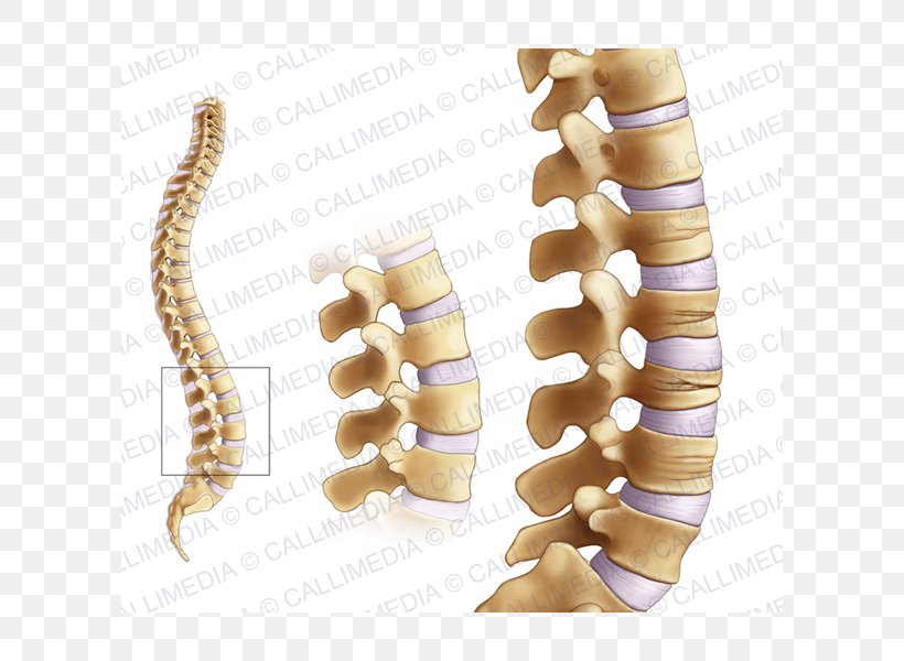 Bone Fracture Joint Osteoporosis Femoral Neck Rheumatology, PNG, 600x600px, Bone Fracture, Bone, Carpal Bones, Female, Femoral Neck Download Free