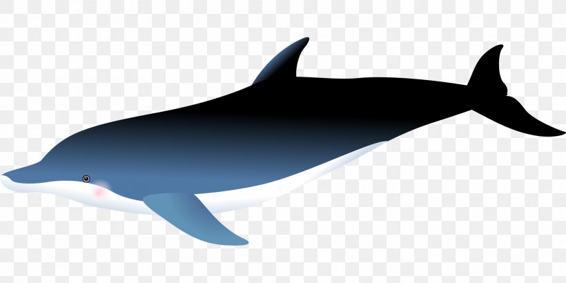 Common Bottlenose Dolphin Short-beaked Common Dolphin Rough-toothed Dolphin Porpoise White-beaked Dolphin, PNG, 1920x960px, Common Bottlenose Dolphin, Dolphin, Drawing, Fauna, Fin Download Free