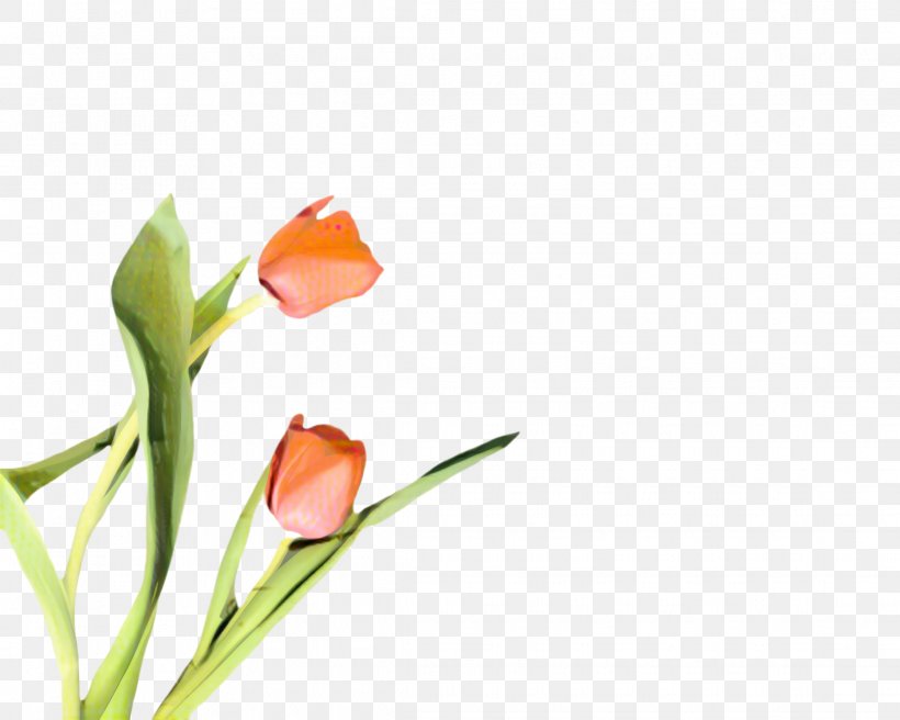 Flowers Background, PNG, 2235x1788px, Tulip, Blossom, Bud, Cut Flowers, Flora Download Free