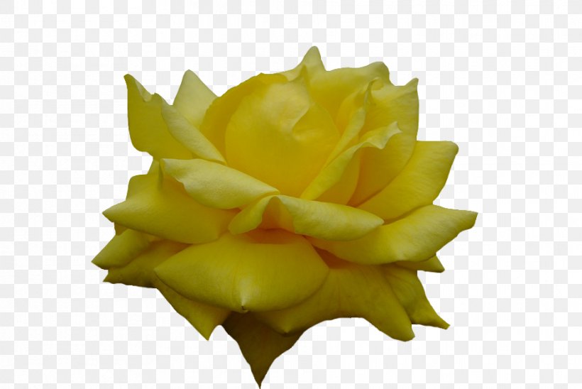 Garden Roses, PNG, 936x626px, Garden Roses, Flower, Garden, Petal, Rose Download Free