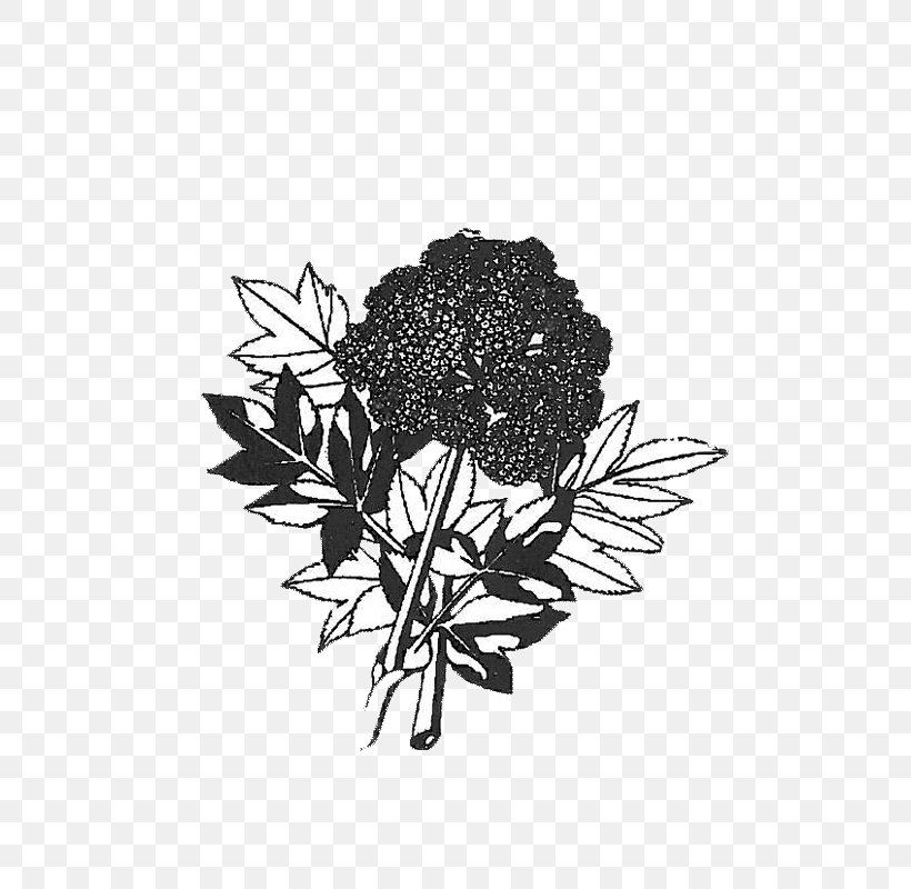 White Flowering Plant Font, PNG, 800x800px, White, Black, Black And White, Black M, Branch Download Free