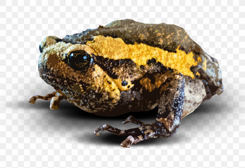 Amphibian Download, PNG, 1280x880px, Amphibian, Computer Graphics, Display Resolution, Frog, Image Resolution Download Free