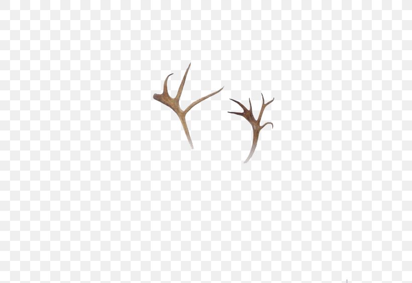 Deer Moose Elk Horn, PNG, 564x564px, Deer, Antler, Branch, Elk, Elkhorn Coral Download Free