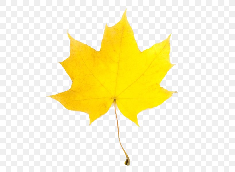 Leaf Yellow Maple Autumn Clip Art, PNG, 600x600px, Leaf, Autumn, Maple, Maple Leaf, Plant Download Free