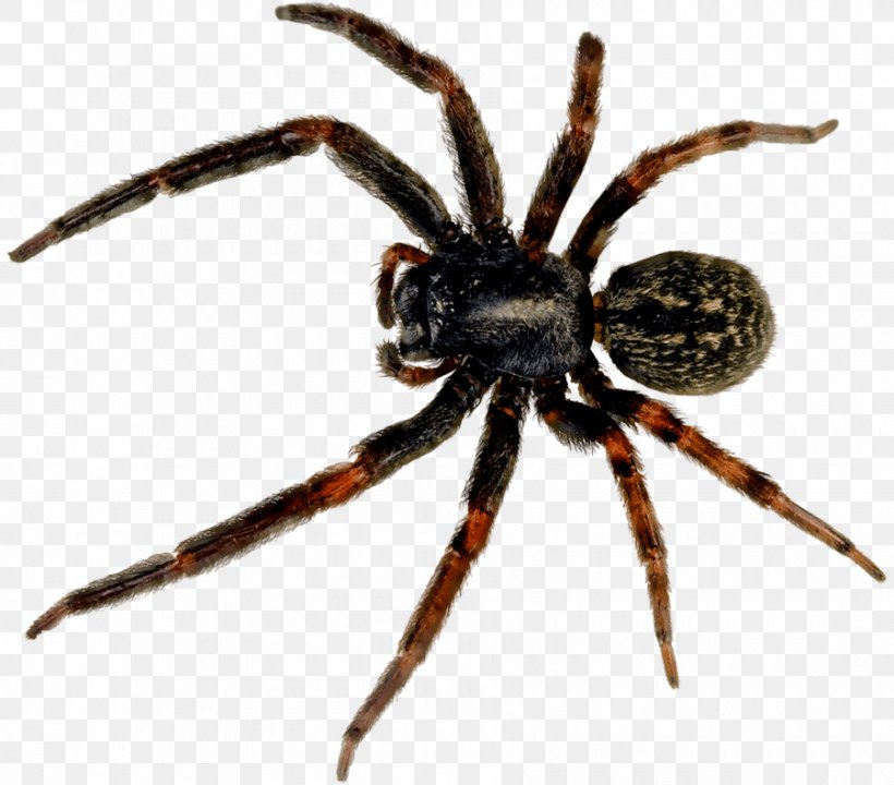 Redback Spider Black House Spider, PNG, 900x791px, Spider, Animal, Arachnid, Araneus, Araneus Cavaticus Download Free