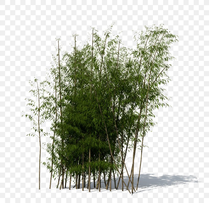 3D Modeling 3D Computer Graphics Bamboo Wavefront .obj File TurboSquid, PNG, 800x800px, 3d Computer Graphics, 3d Modeling, Animation, Autodesk 3ds Max, Bamboo Download Free