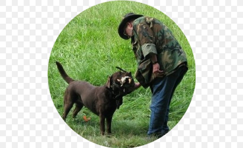Labrador Retriever Hunting Dog Dog Breed Obedience Training Author, PNG, 500x500px, Labrador Retriever, Author, Book, Dog, Dog Breed Download Free