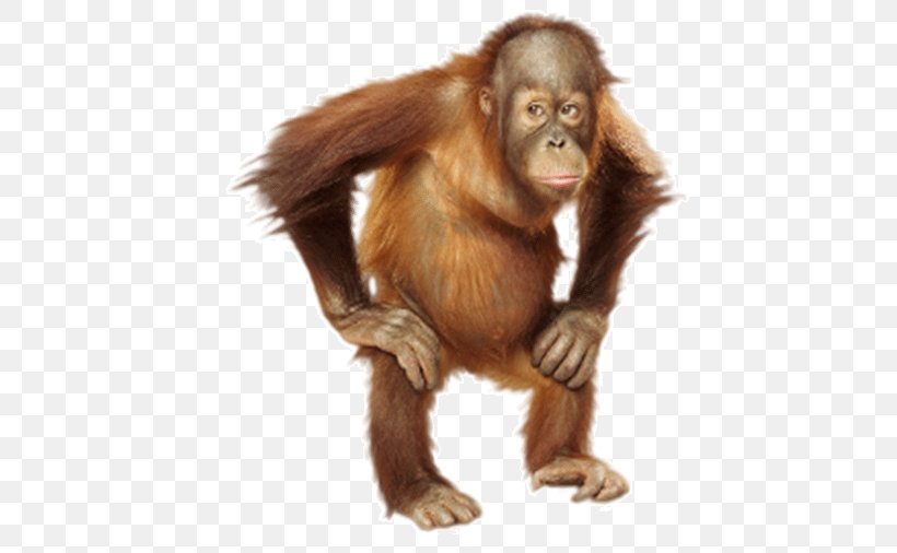 Monkey Portraits Orangutan Photography Photographer, PNG, 450x506px, Monkey Portraits, Art, Artist, Chimpanzee, Common Chimpanzee Download Free