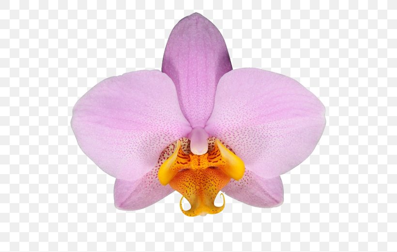 Moth Orchids Cattleya Orchids Flower Stolk Flora, PNG, 581x521px, Moth Orchids, Bank, Cattleya, Cattleya Orchids, Christmas Orchid Download Free