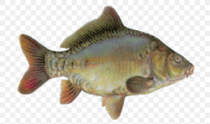 Tilapia Mirror Carp Fish Perch Mouse Mats, PNG, 745x484px, Tilapia, Barramundi, Bass, Bighead Carp, Black Basses Download Free