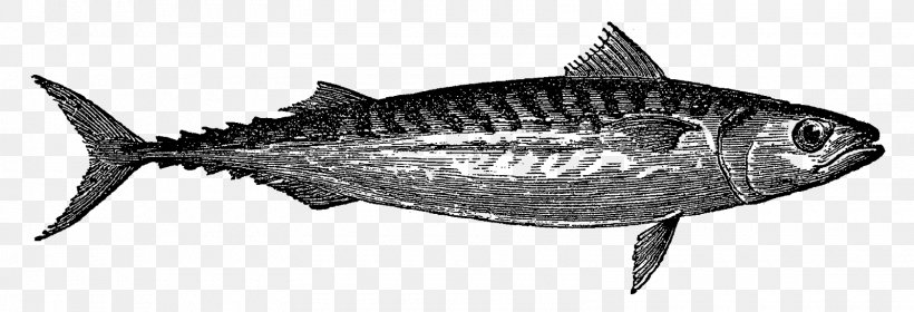 True Tunas Mackerel Sardine Oily Fish, PNG, 1600x547px, True Tunas, Atlantic Spanish Mackerel, Blue, Bonito, Bonyfish Download Free