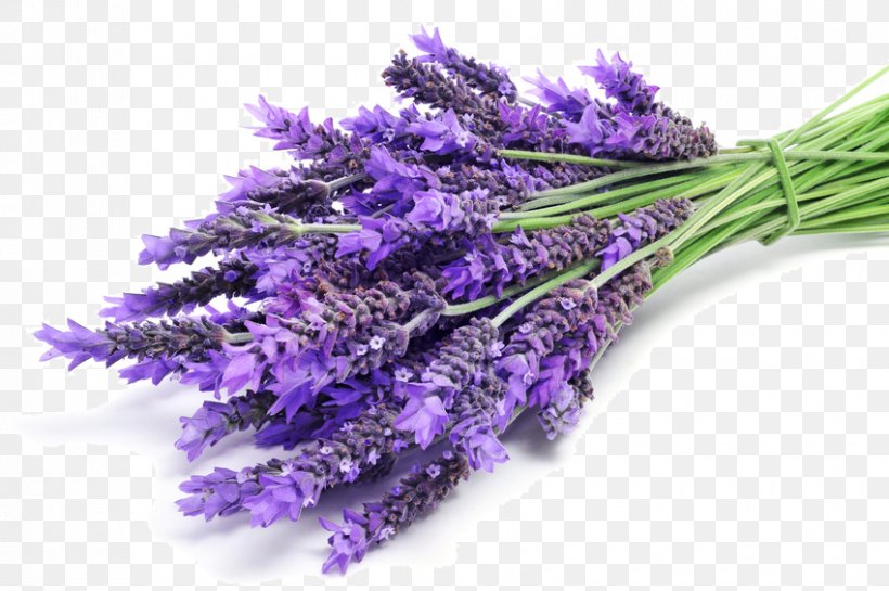 Aroma Compound Lavender Odor Aromatherapy Perfume, PNG, 850x565px, Aroma Compound, Aromatherapy, Clary, English Lavender, Essential Oil Download Free