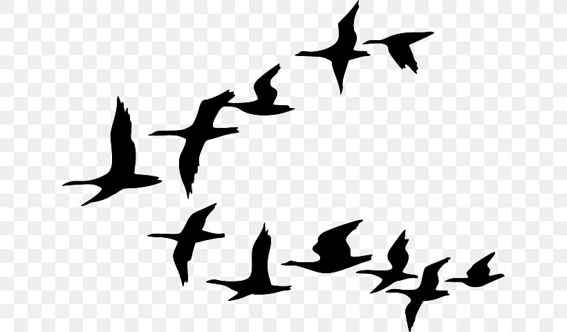 Canada Goose Bird Flock Clip Art, PNG, 640x480px, Goose, Animal Migration, Beak, Bird, Bird Flight Download Free