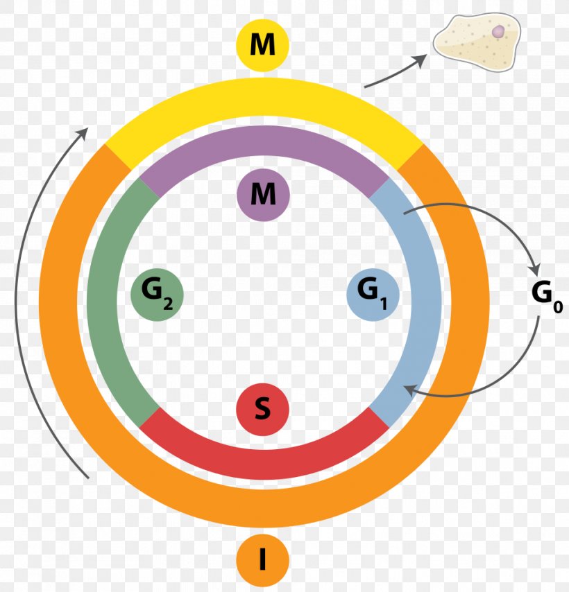 Cell Cycle DNA Replication Mitosis Interphase, PNG, 983x1024px, Cell Cycle, Area, Biology, Cell, Cell Cycle Checkpoint Download Free