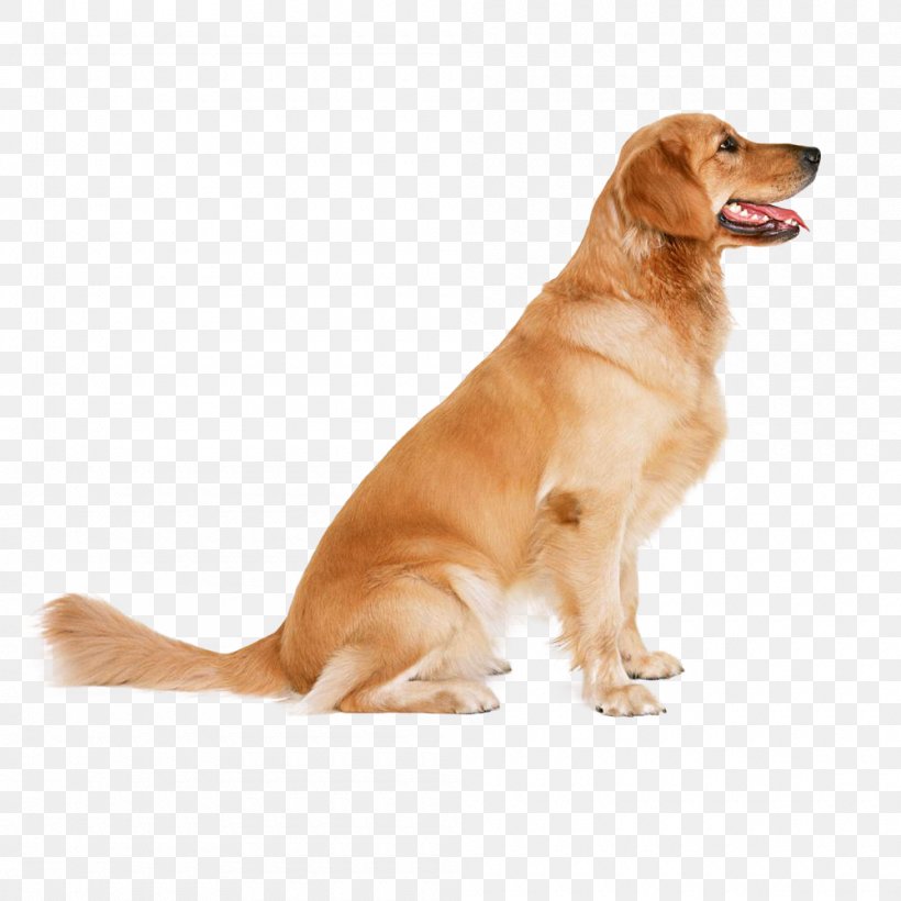 Dog Training Bone Jour Pet Boutique Inc Obedience Training, PNG, 1000x1000px, Dog, Behavior, Carnivoran, Companion Dog, Dog Behavior Download Free