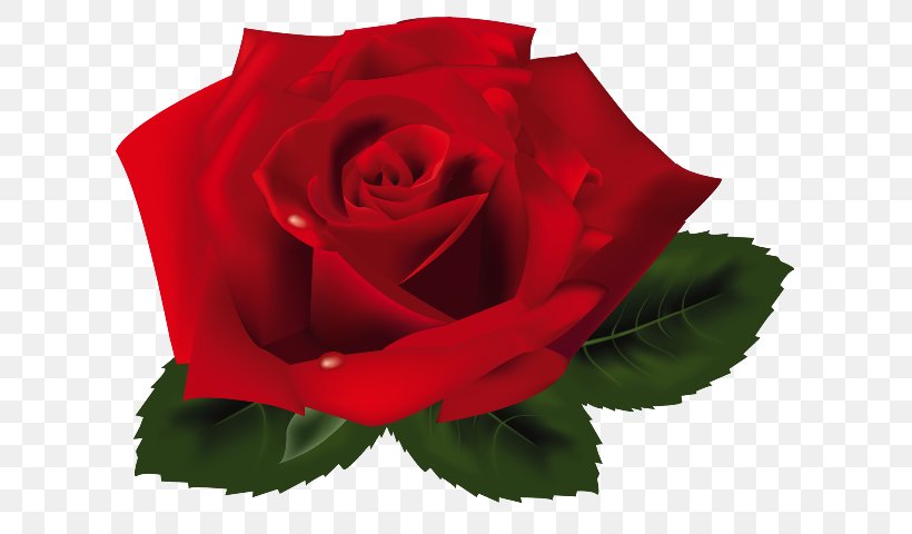 Rose Clip Art, PNG, 626x480px, Rose, China Rose, Color, Cut Flowers, Floribunda Download Free