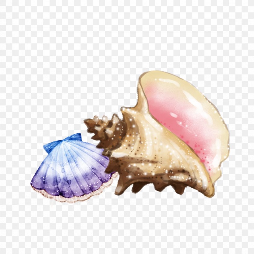 Sea Snail Seashell Conch, PNG, 1181x1181px, Sea Snail, Beach, Caracola, Conch, Conchology Download Free