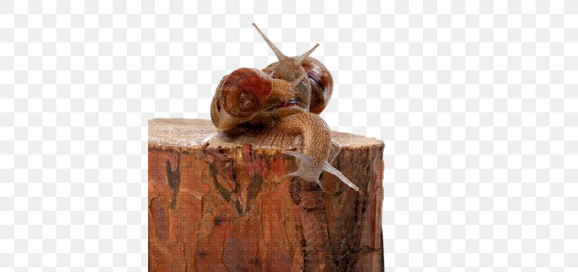 Snail Orthogastropoda Insect Tree Caracol, PNG, 400x387px, Snail, Animal, Caracol, Insect, Invertebrate Download Free