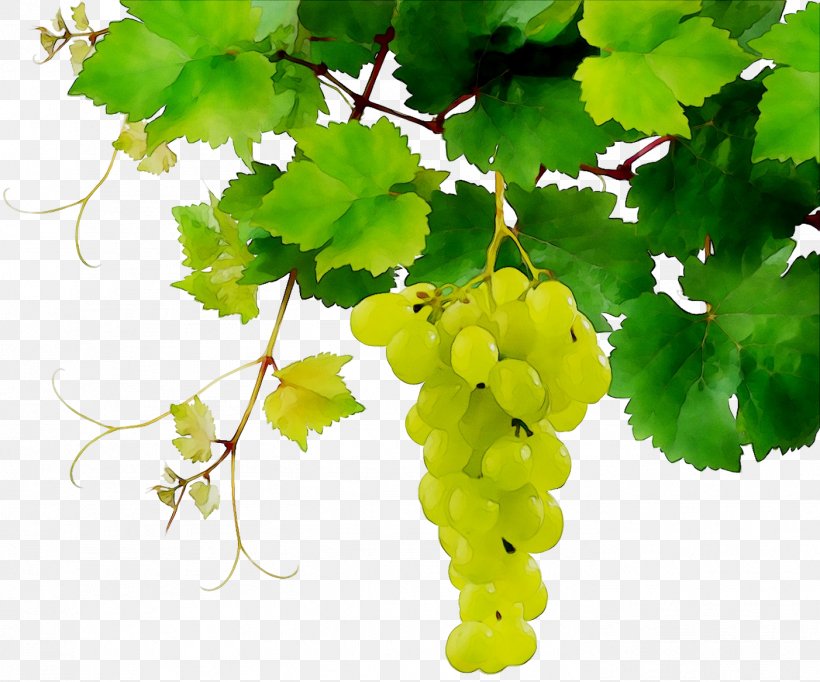 Wine Grape Sultana Sauvignon Blanc Cabernet Sauvignon, PNG, 1402x1167px, Wine, Branch, Cabernet Sauvignon, Common Grape Vine, Flower Download Free