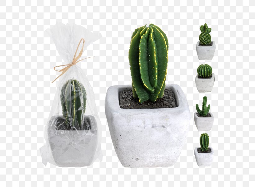Cactaceae Candle Houseplant Wax, PNG, 600x600px, Cactaceae, Cactus, Candle, Caryophyllales, Cement Download Free