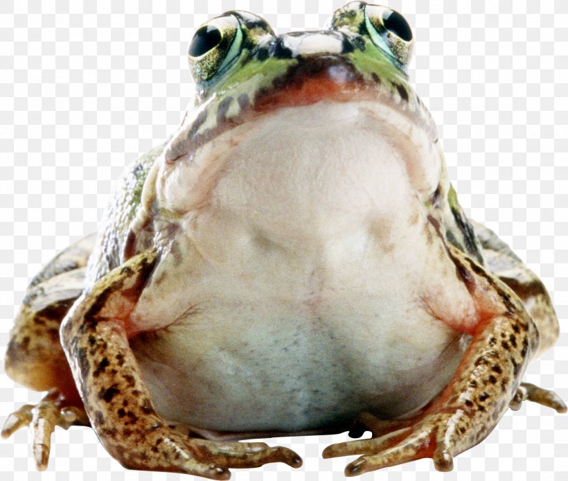 Common Frog Amphibians Animal, PNG, 2196x1861px, Frog, Amphibian, Animal, Animation, Organism Download Free