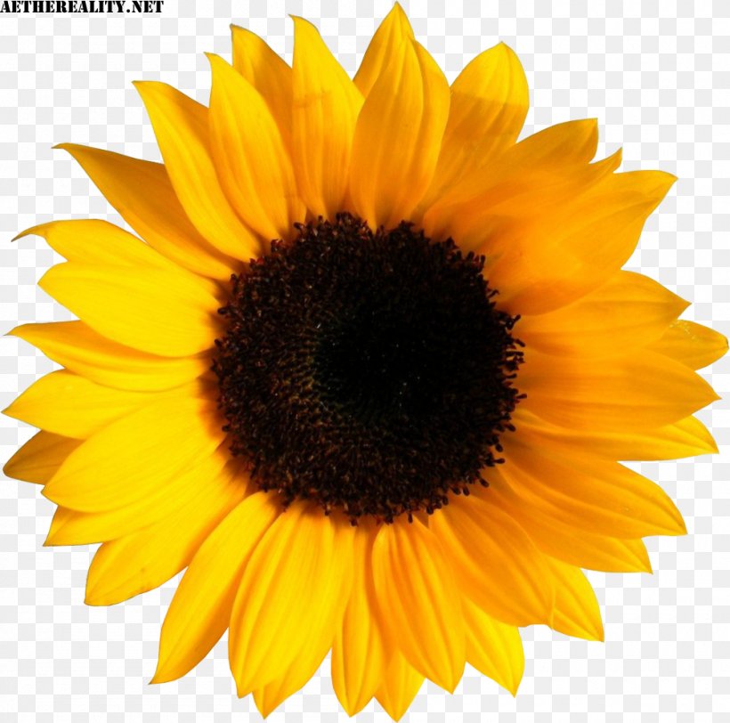 Common Sunflower Image Sticker Clip Art, PNG, 1000x991px, Common Sunflower, Asterales, Black And White, Daisy Family, Decal Download Free
